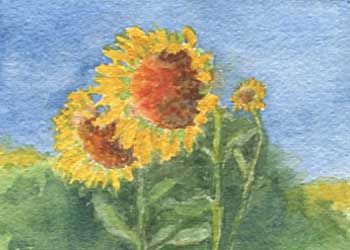 "Sunflowers - Hope Farm Madison, WI" by Ginny Bores, Madison WI - Watercolor - SOLD